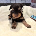 DUKE – Schnoodle $2500