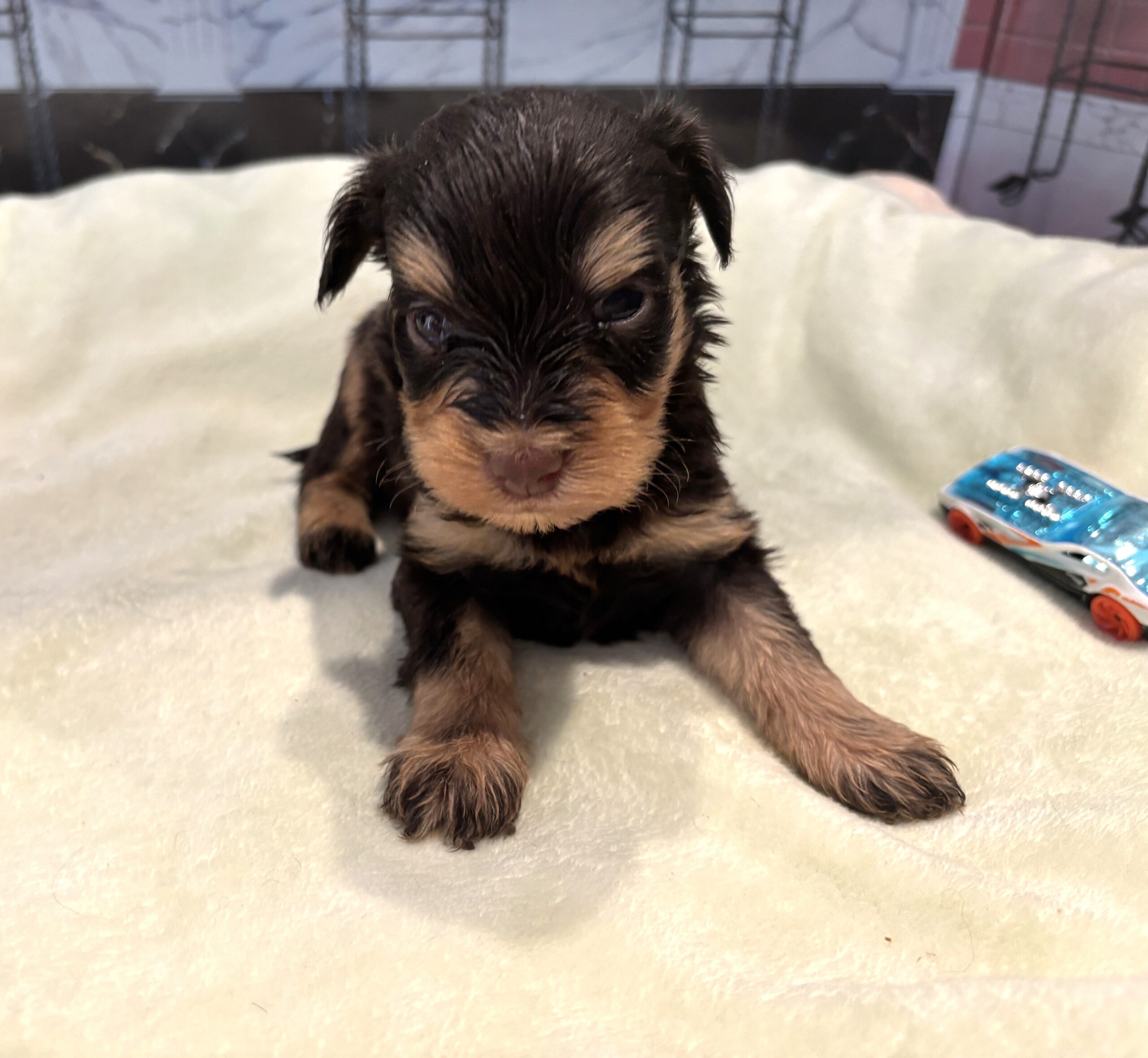 DUKE – Schnoodle $2500