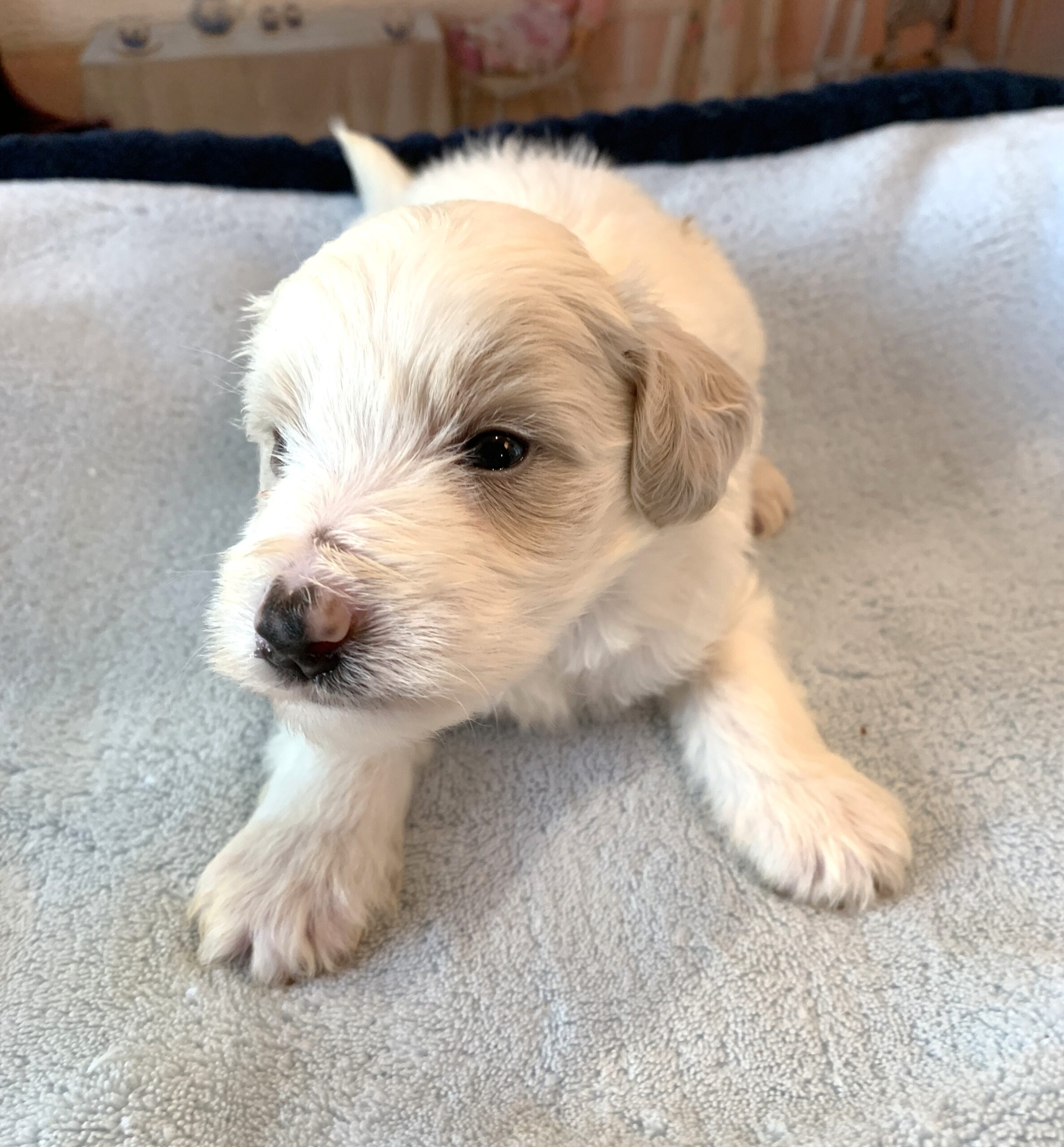 GEORGE – Schnoodle  $2300