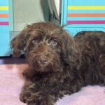 HEIDI – Schnoodle  NOW $2300
