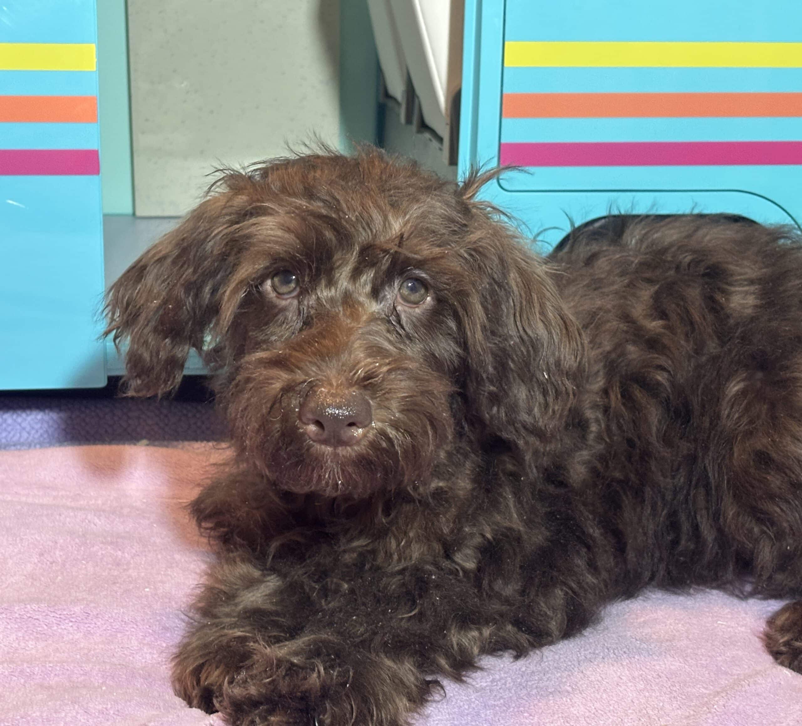 HEIDI – Schnoodle  NOW $2300