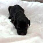 HEIDI – Schnoodle $2300