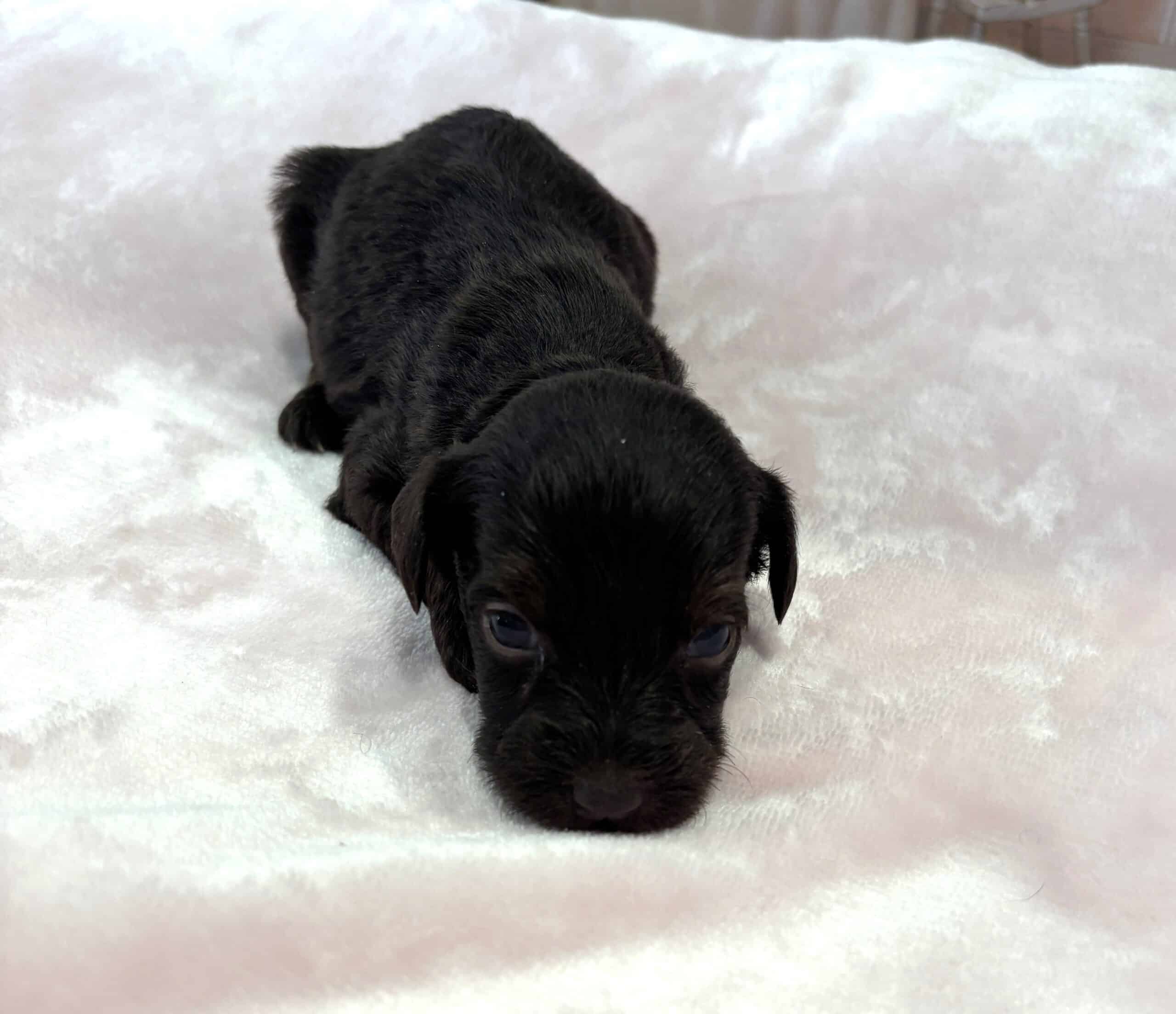 HEIDI – Schnoodle $2300