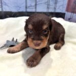 JASPER – Schnoodle $2500