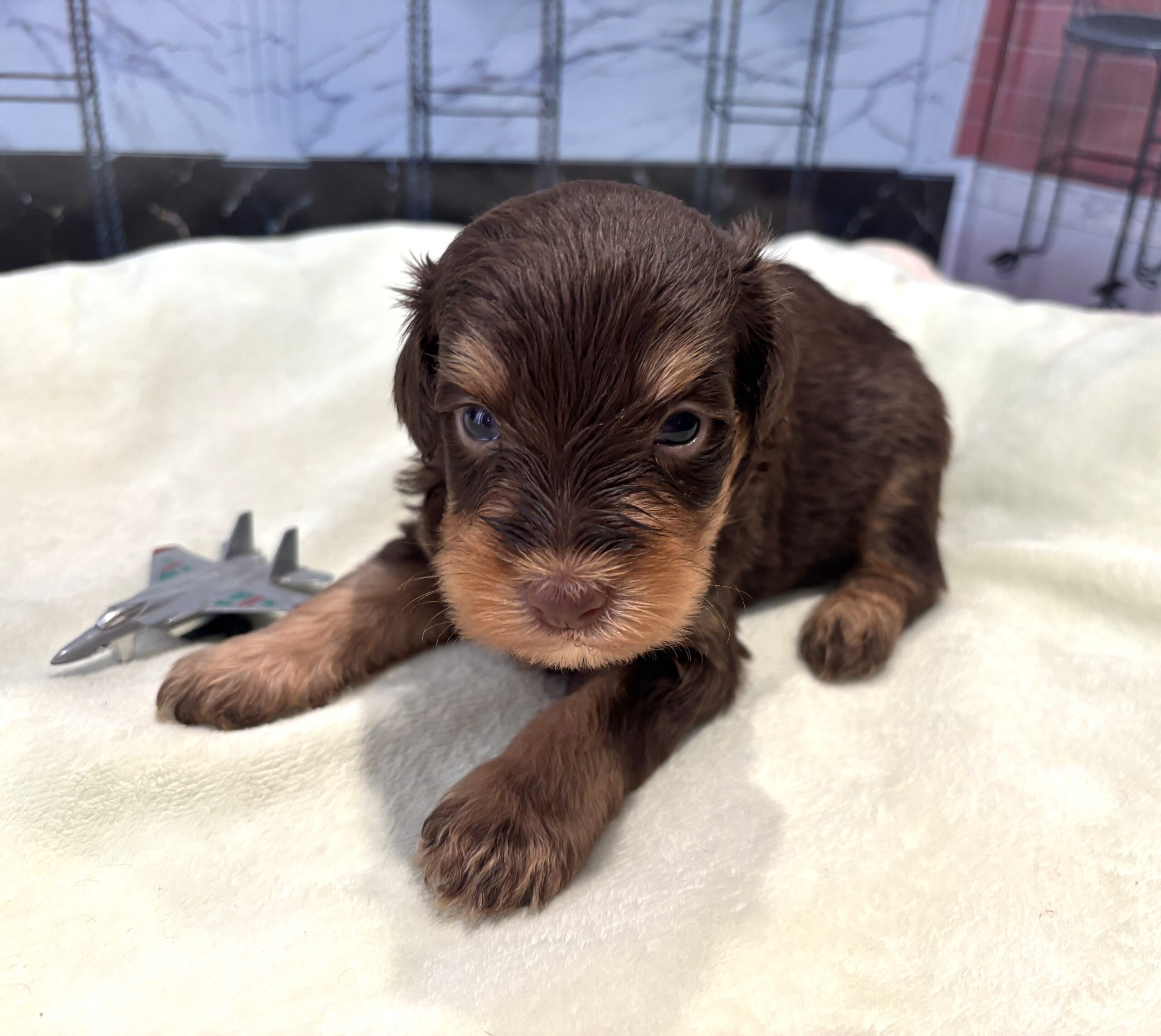 JASPER – Schnoodle $2500