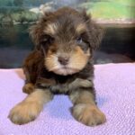 JASPER – Schnoodle $2500
