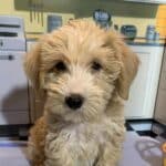 JETSON – Schnoodle $2500