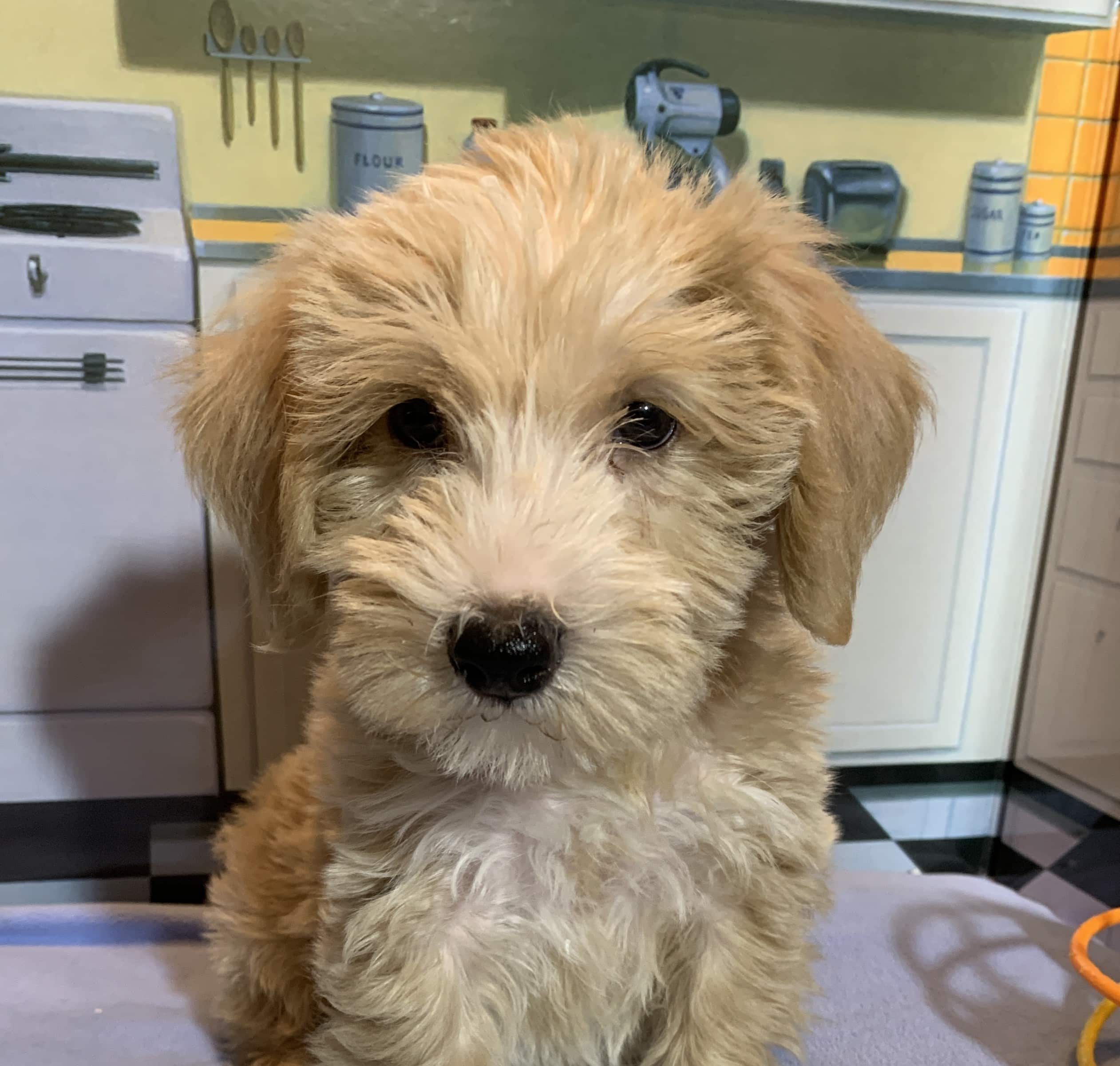 JETSON – Schnoodle $2500