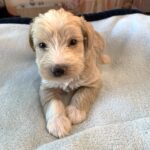 JETSON – Schnoodle $2500