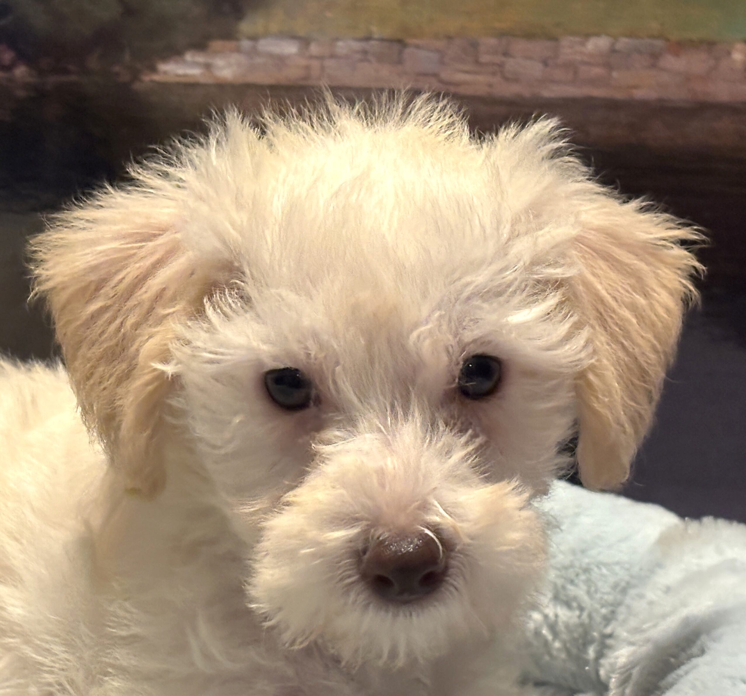 PAN – Miniature Schnoodle $2300
