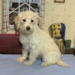 PAN – Miniature Schnoodle $2300