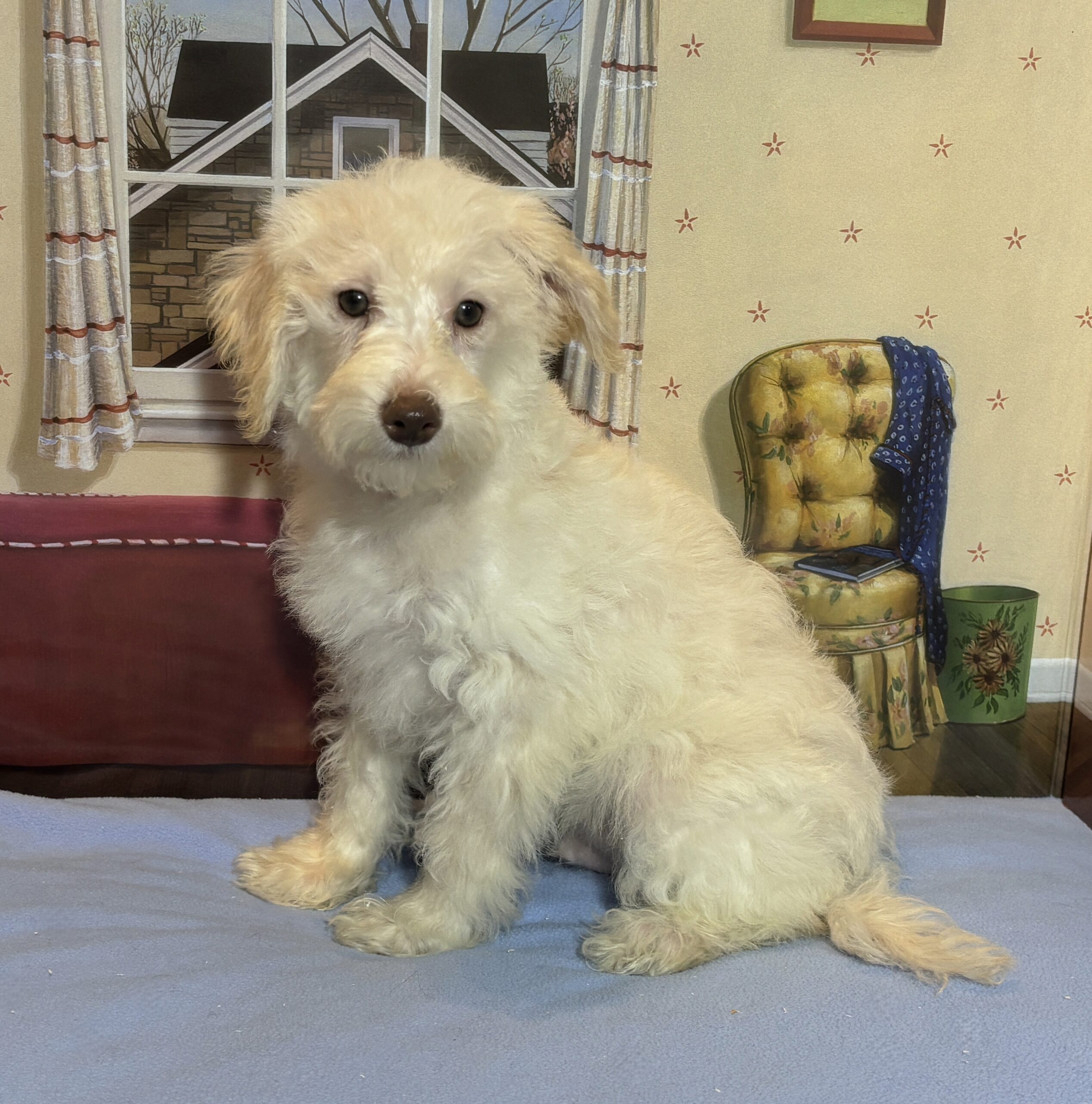 PAN – Miniature Schnoodle $2300