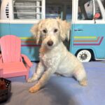 PAN – Schnoodle NOW $2300