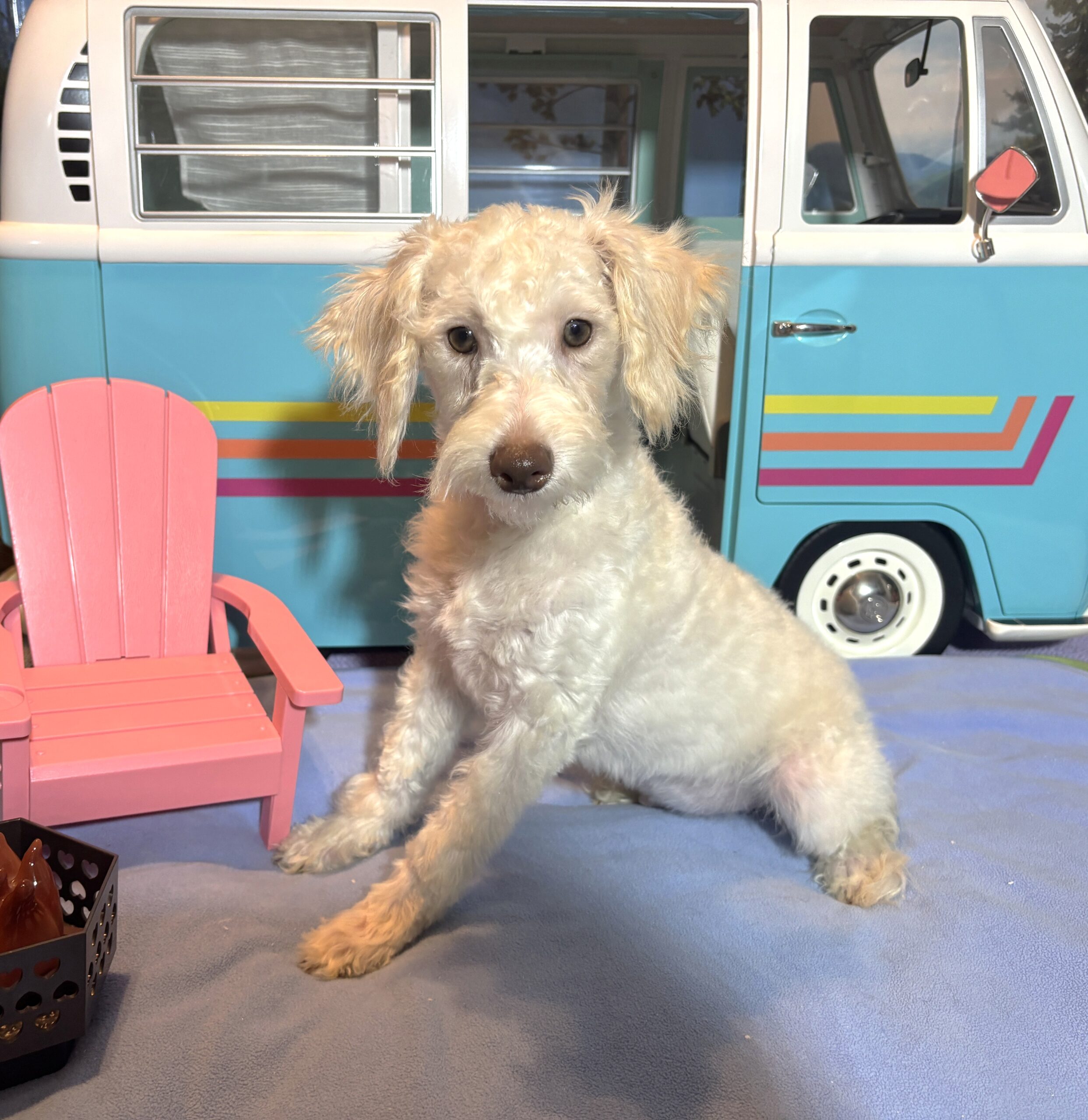 PAN – Schnoodle NOW $2300