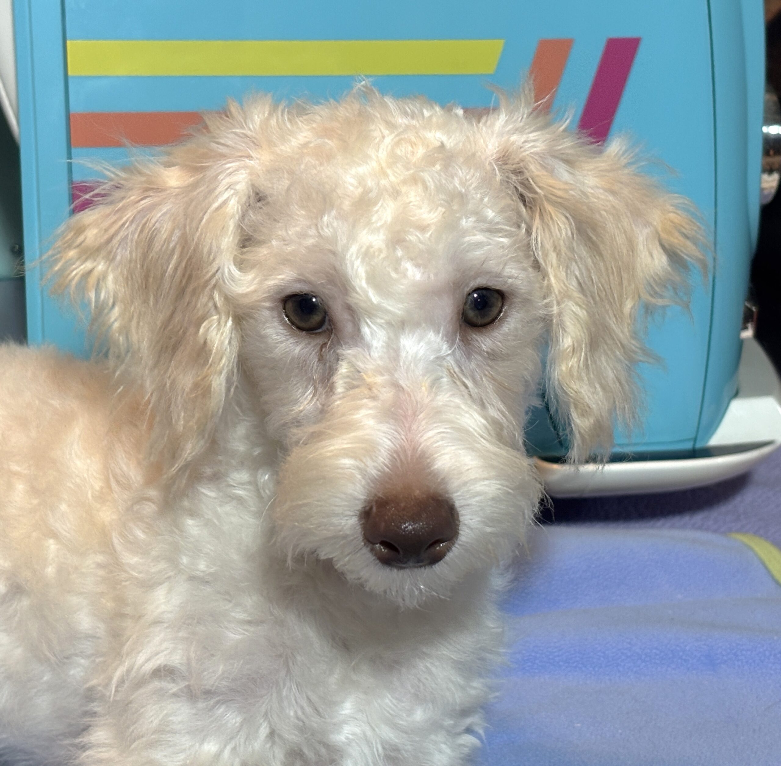 PAN – Miniature Schnoodle $2300