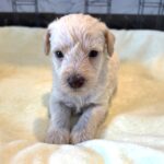 PAN – Miniature Schnoodle $2300