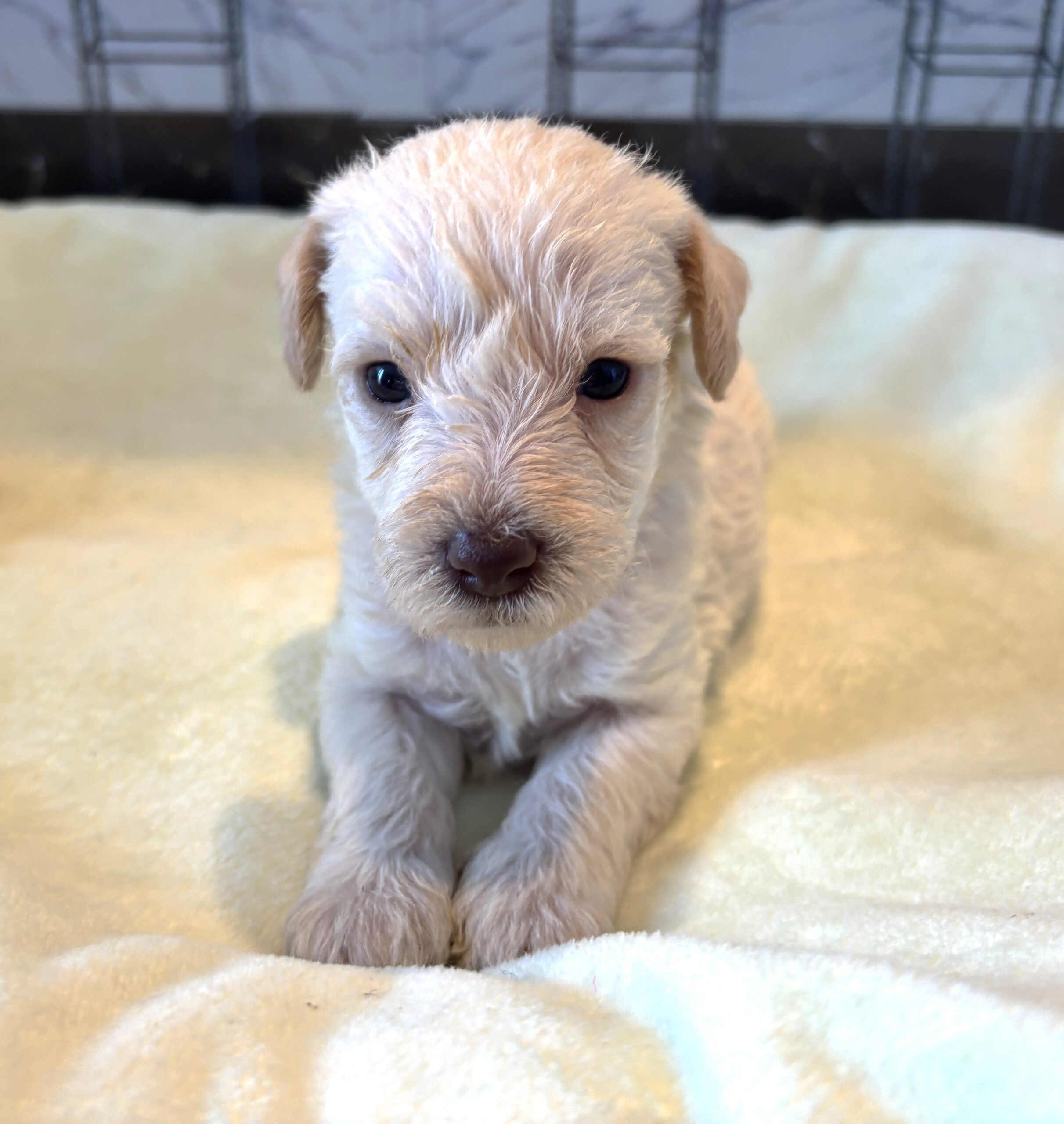 PAN – Miniature Schnoodle $2300