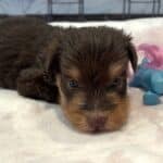 PERDITA – Schnoodle – ON HOLD!