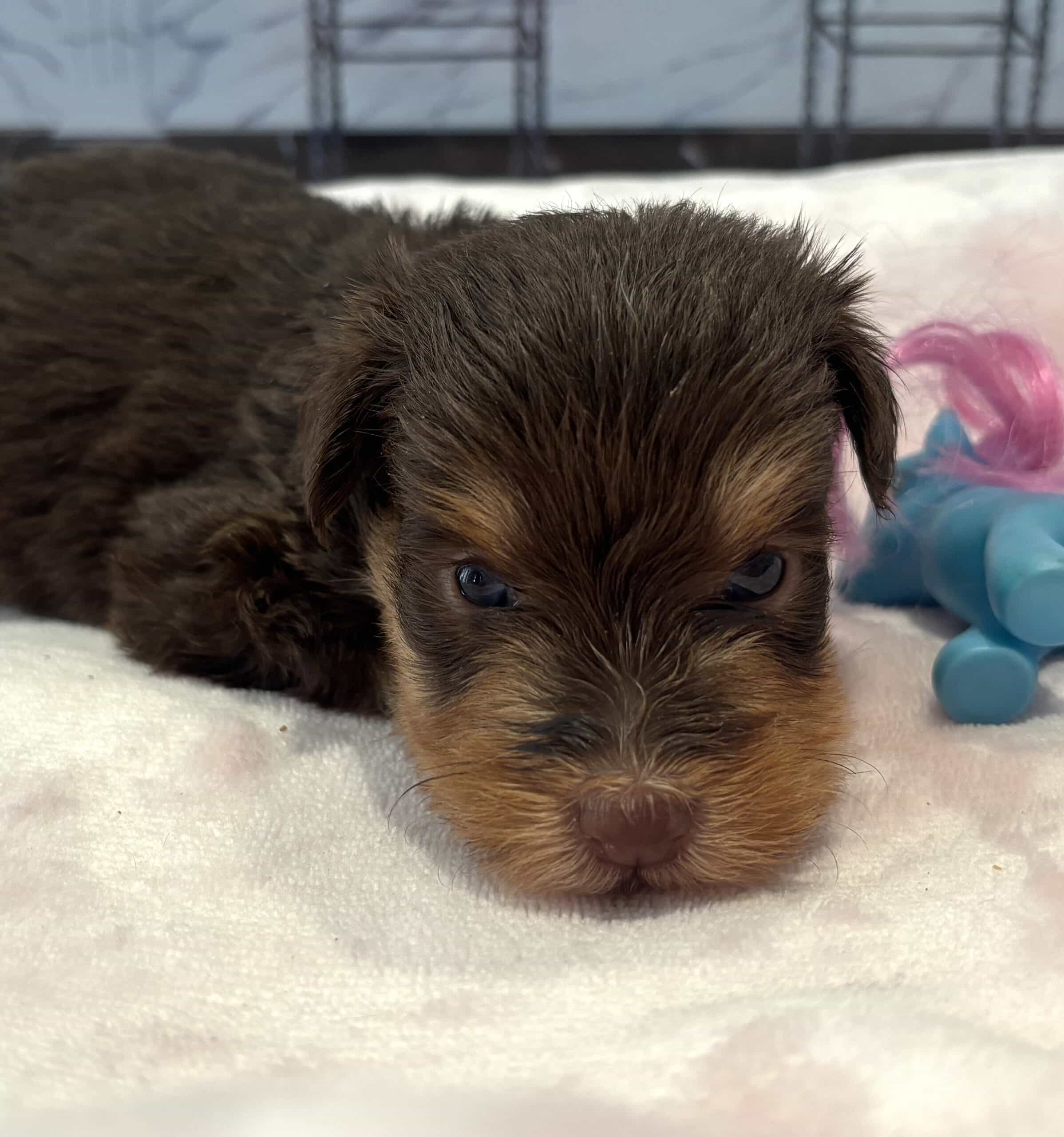 PERDITA – Schnoodle – ON HOLD!