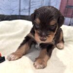 PONGO – Schnoodle $2500