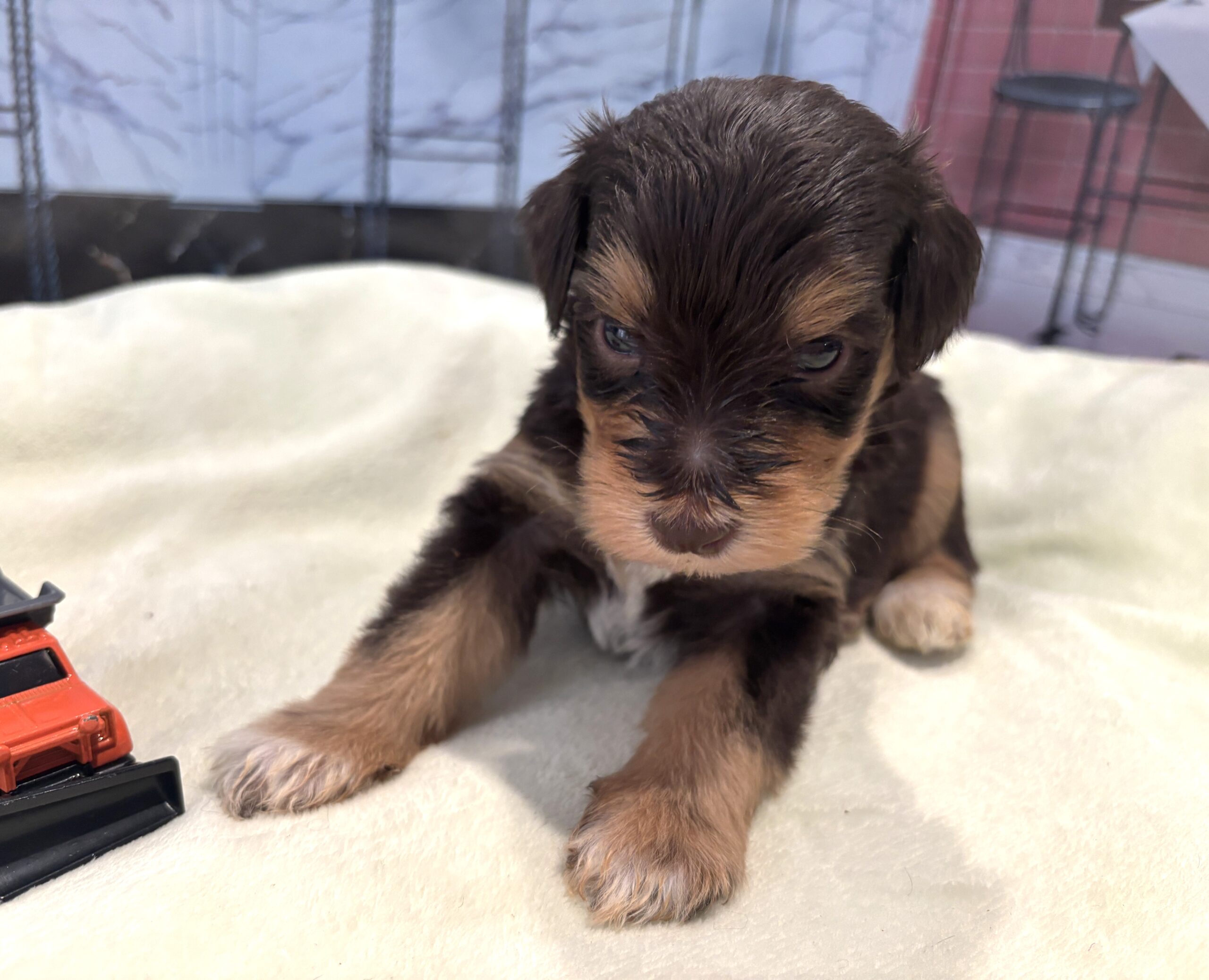 PONGO – Schnoodle $2500