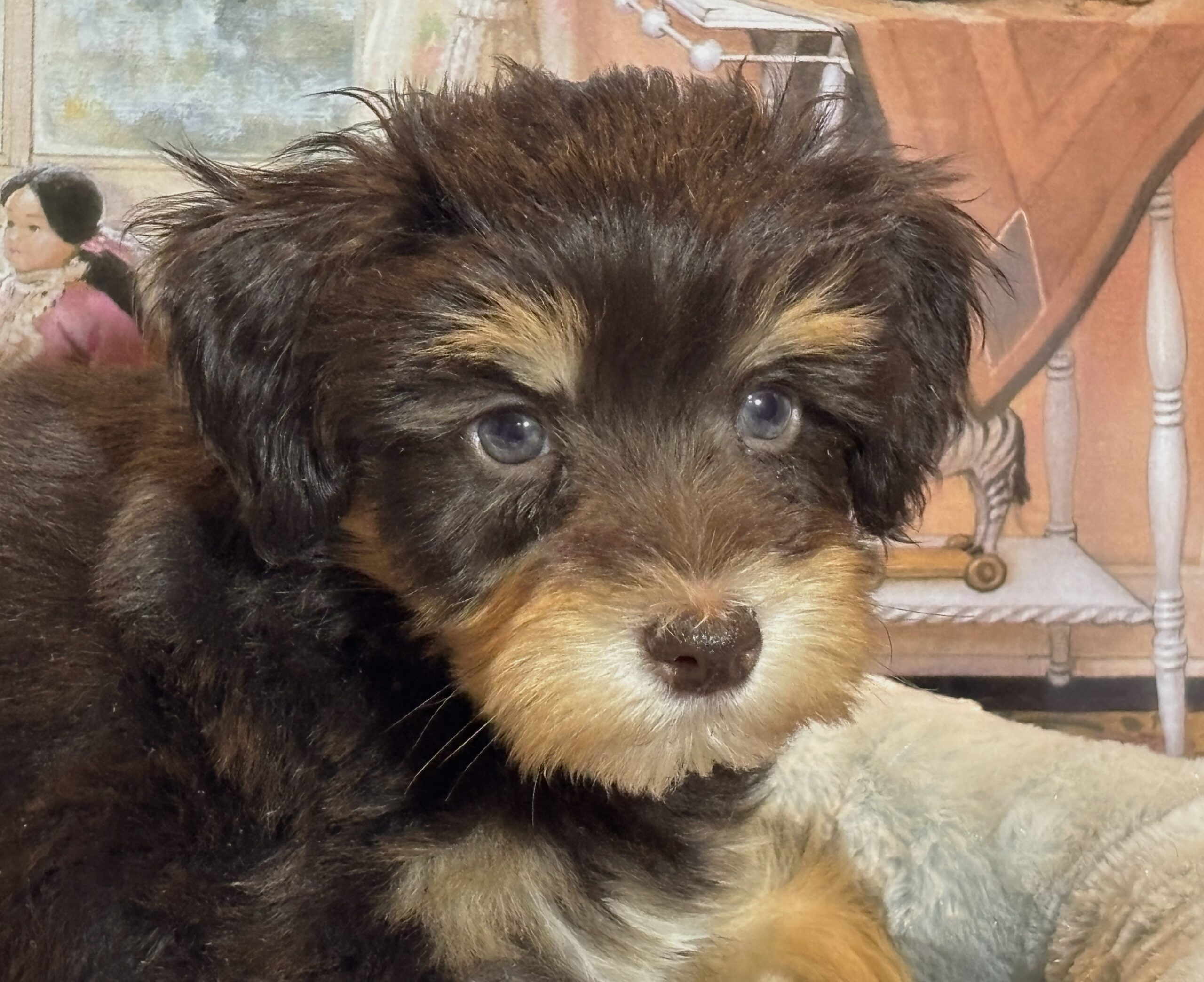 PONGO – Schnoodle $2500