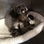 SAPPHIRE’S Schnoodle Litter
