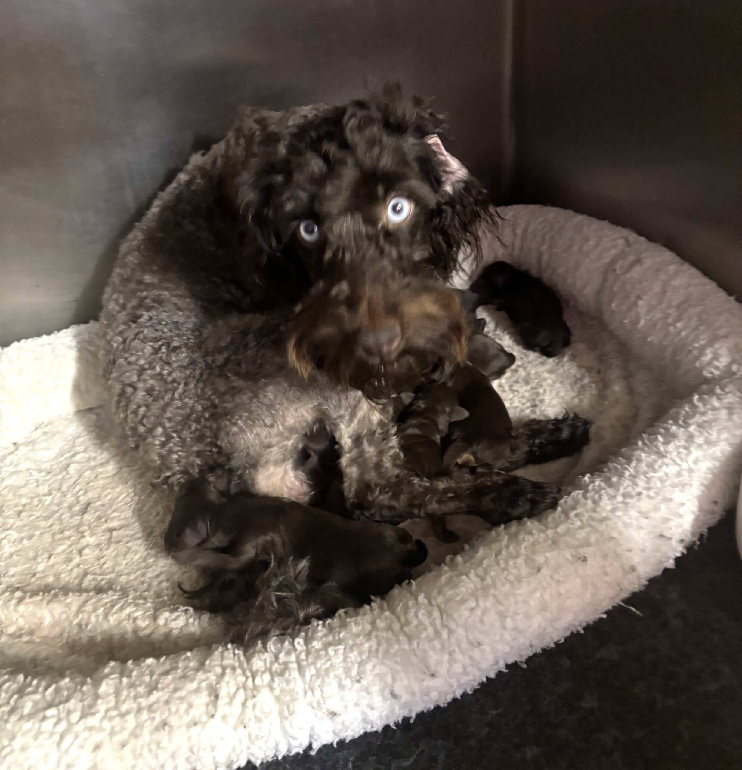 SAPPHIRE’S Schnoodle Litter