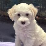 SELENE – Miniature Schnoodle $2000