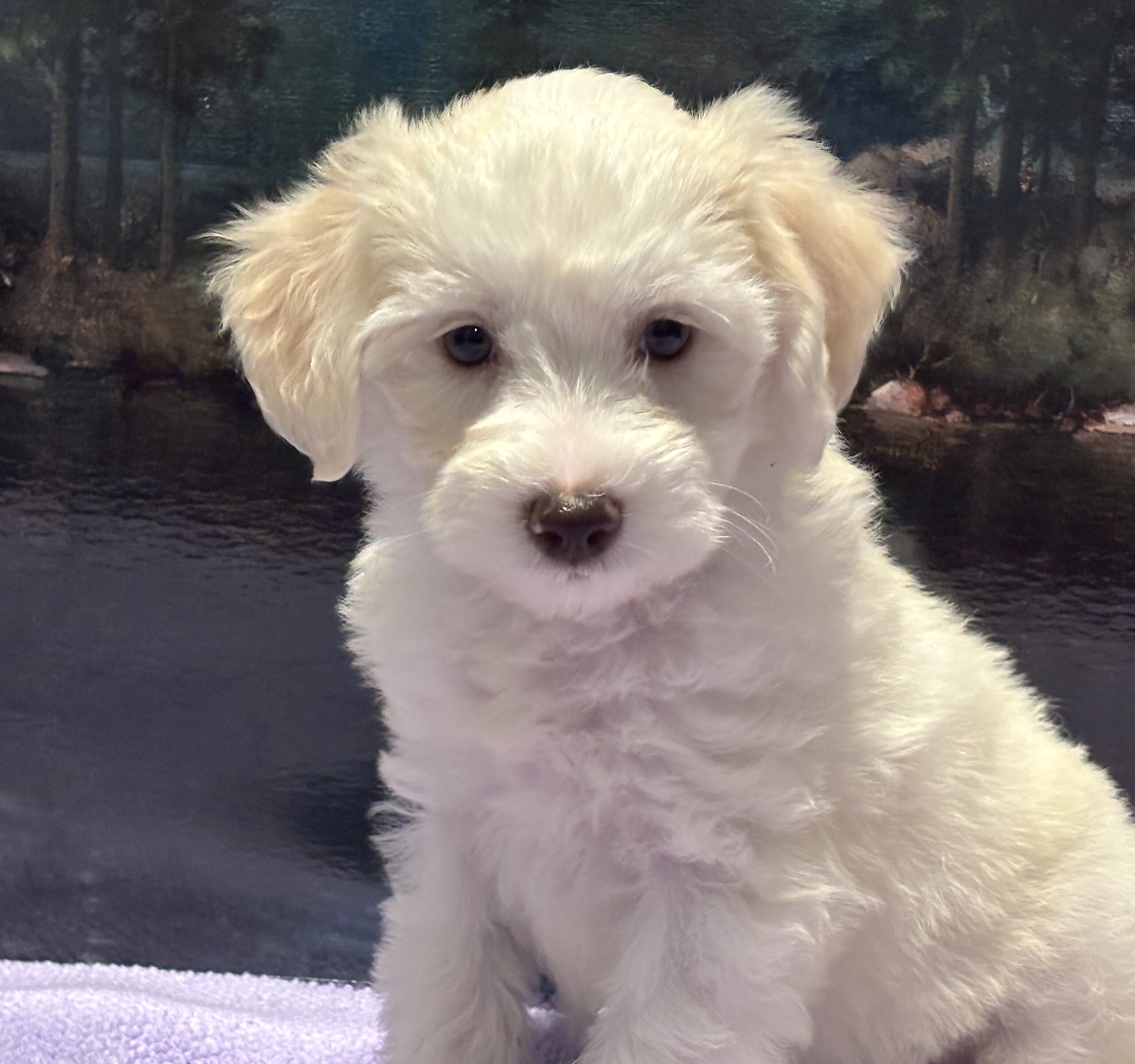 SELENE – Miniature Schnoodle $2000