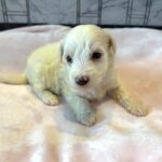 SELENE – Miniature Schnoodle $2000