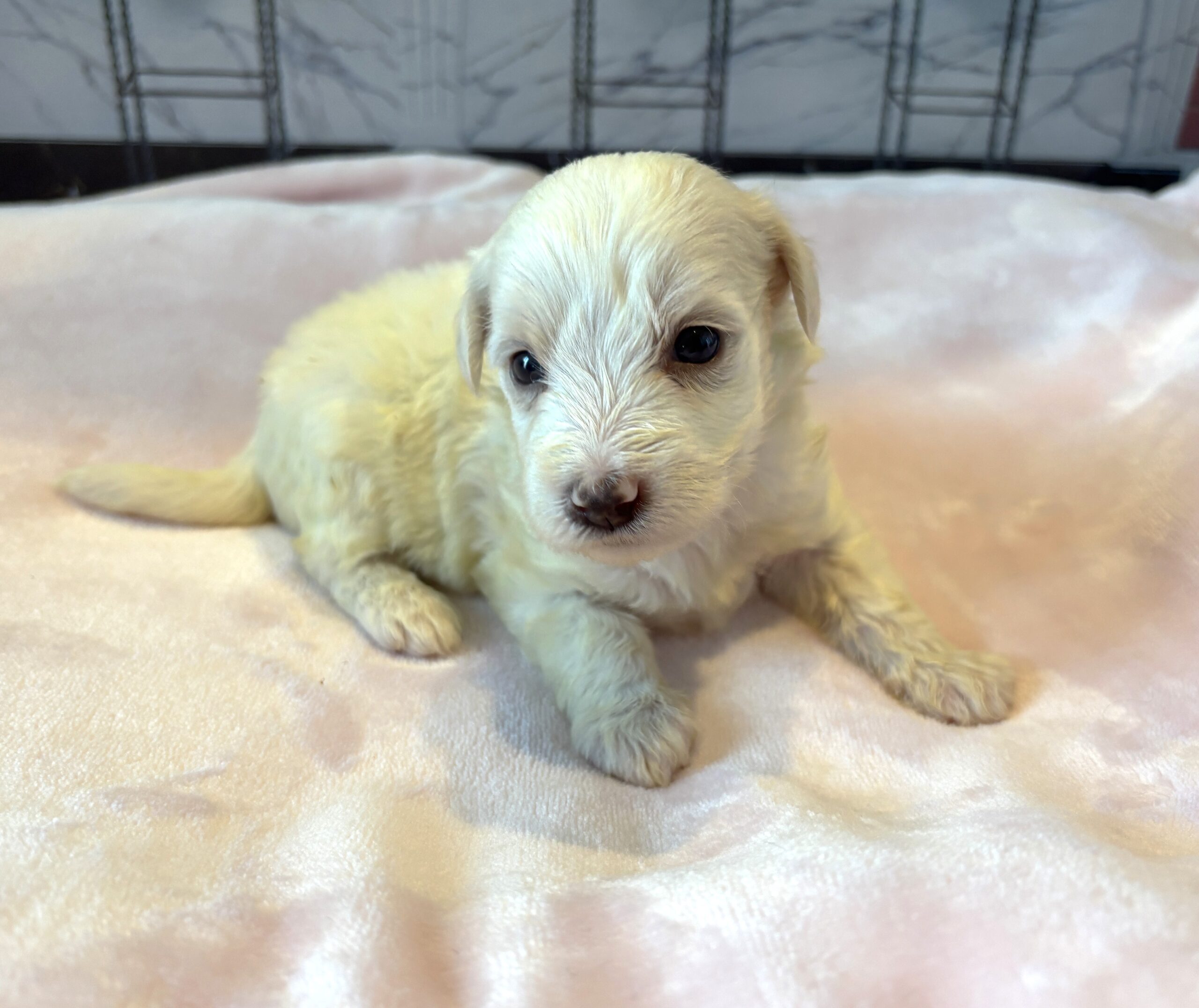 SELENE – Miniature Schnoodle $2000