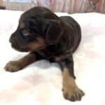 TILLY – Schnoodle $2500