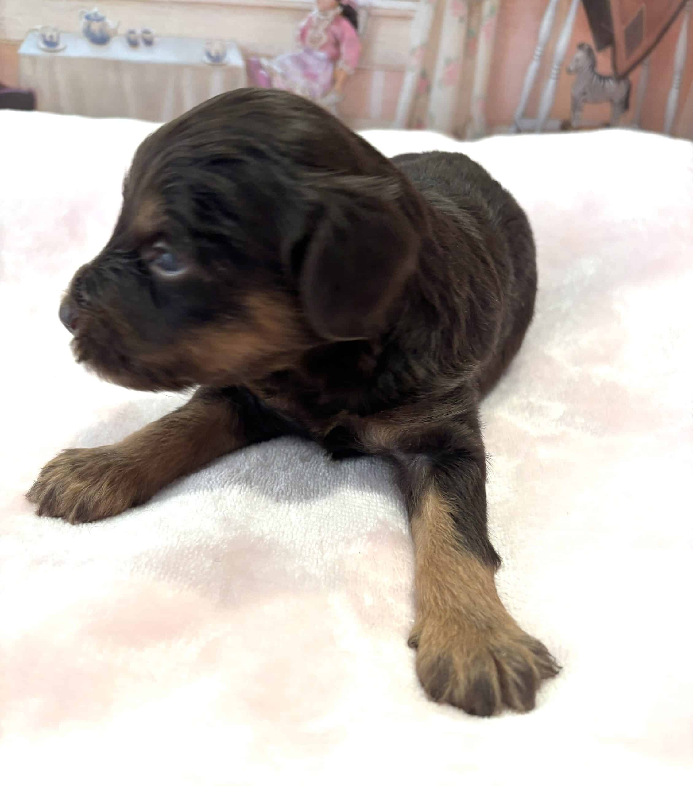 TILLY – Schnoodle $2500