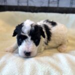 TRITON – Miniature Schnoodle $2300