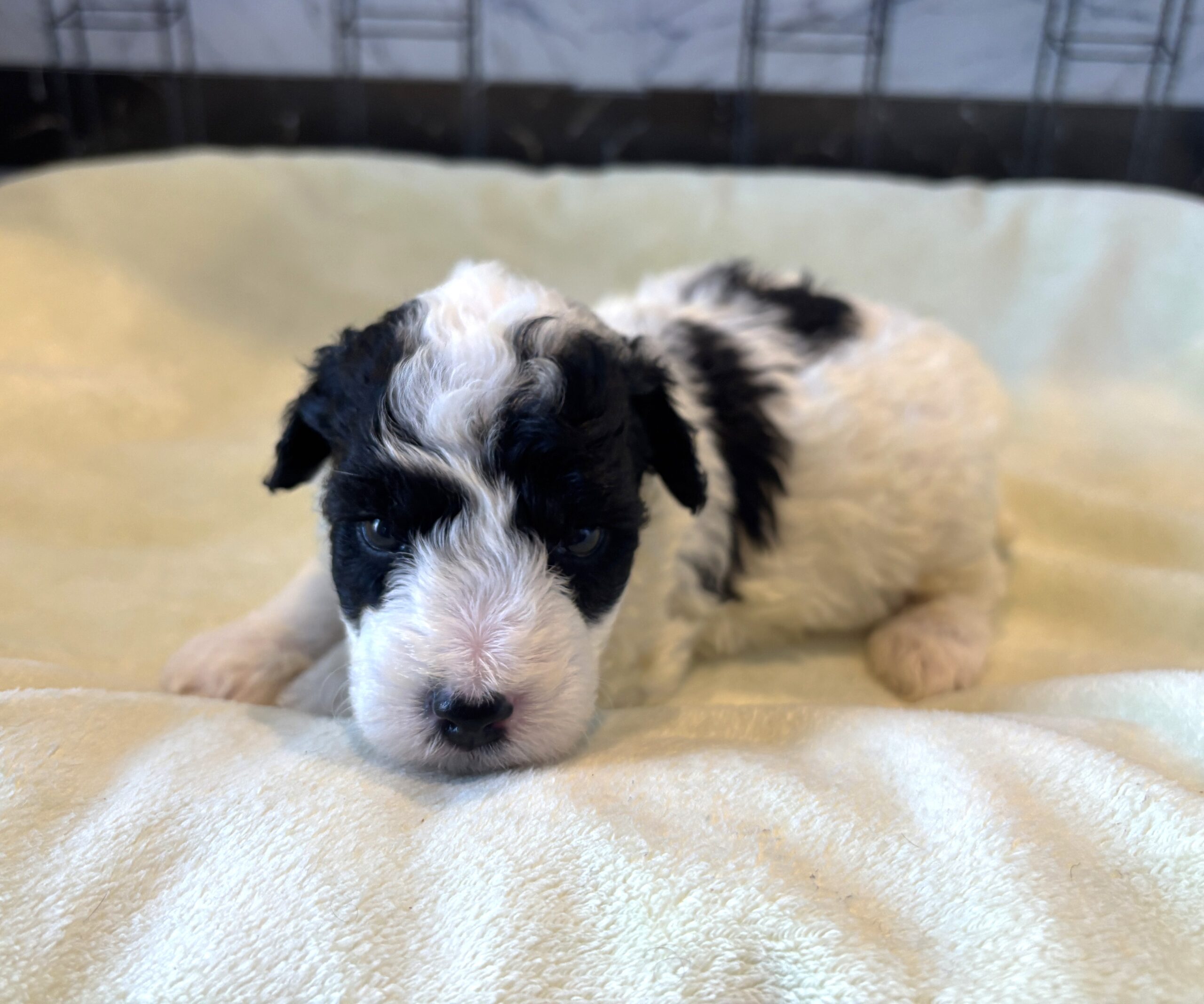 TRITON – Miniature Schnoodle $2300
