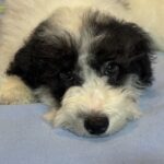 TRITON – Miniature Schnoodle $2000