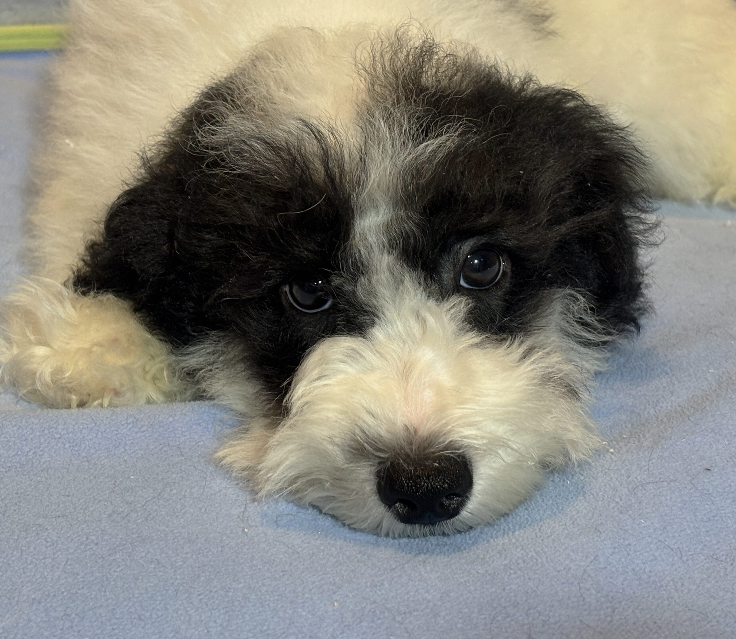 TRITON – Miniature Schnoodle $2000