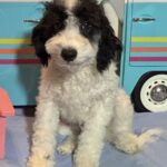 TRITON – Miniature Schnoodle NOW $2000