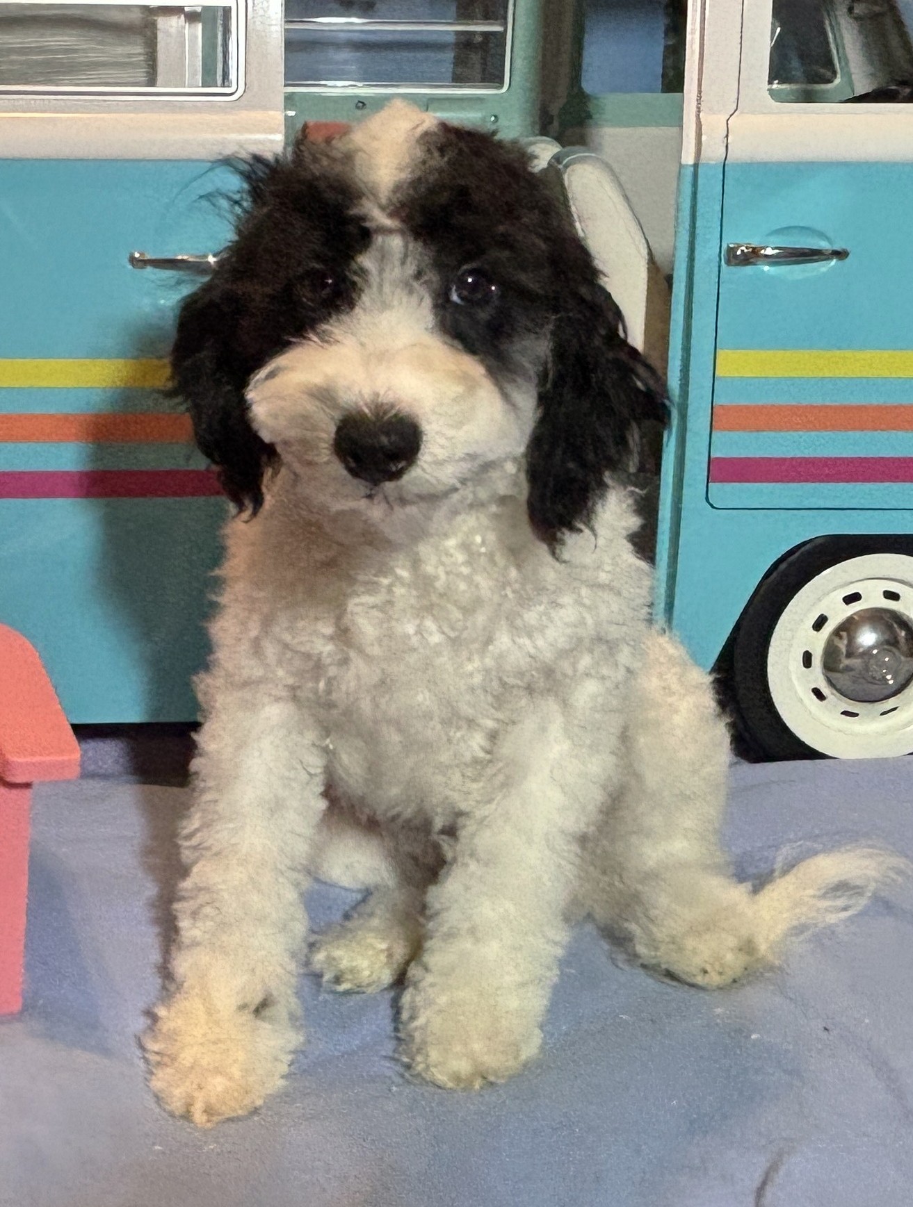 TRITON – Miniature Schnoodle NOW $2000