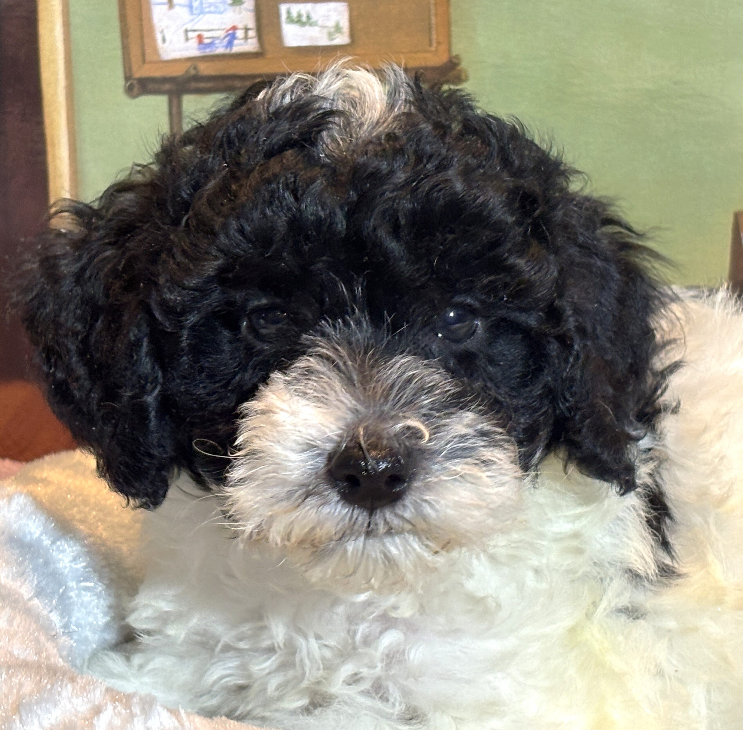 ZEUS – Miniature Schnoodle $2300