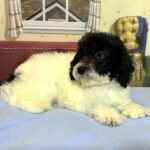 ZEUS – Miniature Schnoodle $2300