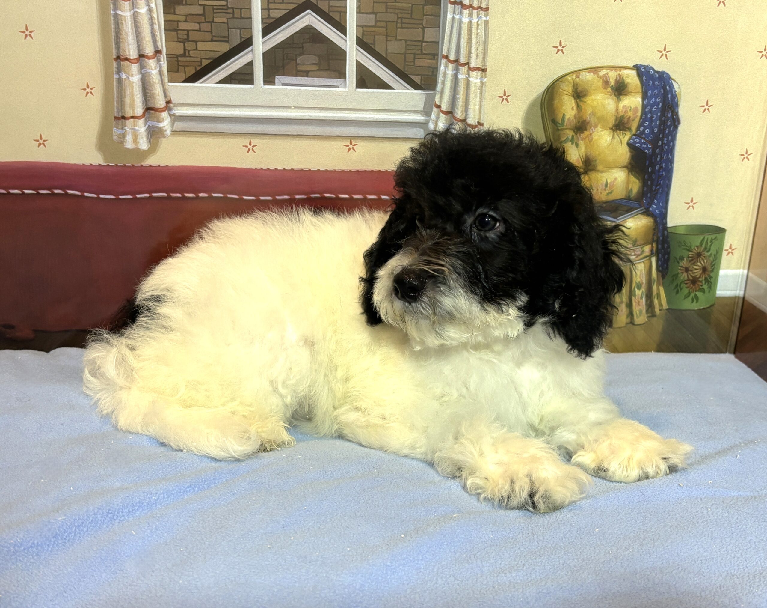 ZEUS – Miniature Schnoodle $2300