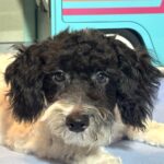 ZEUS – Miniature Schnoodle NOW $2000