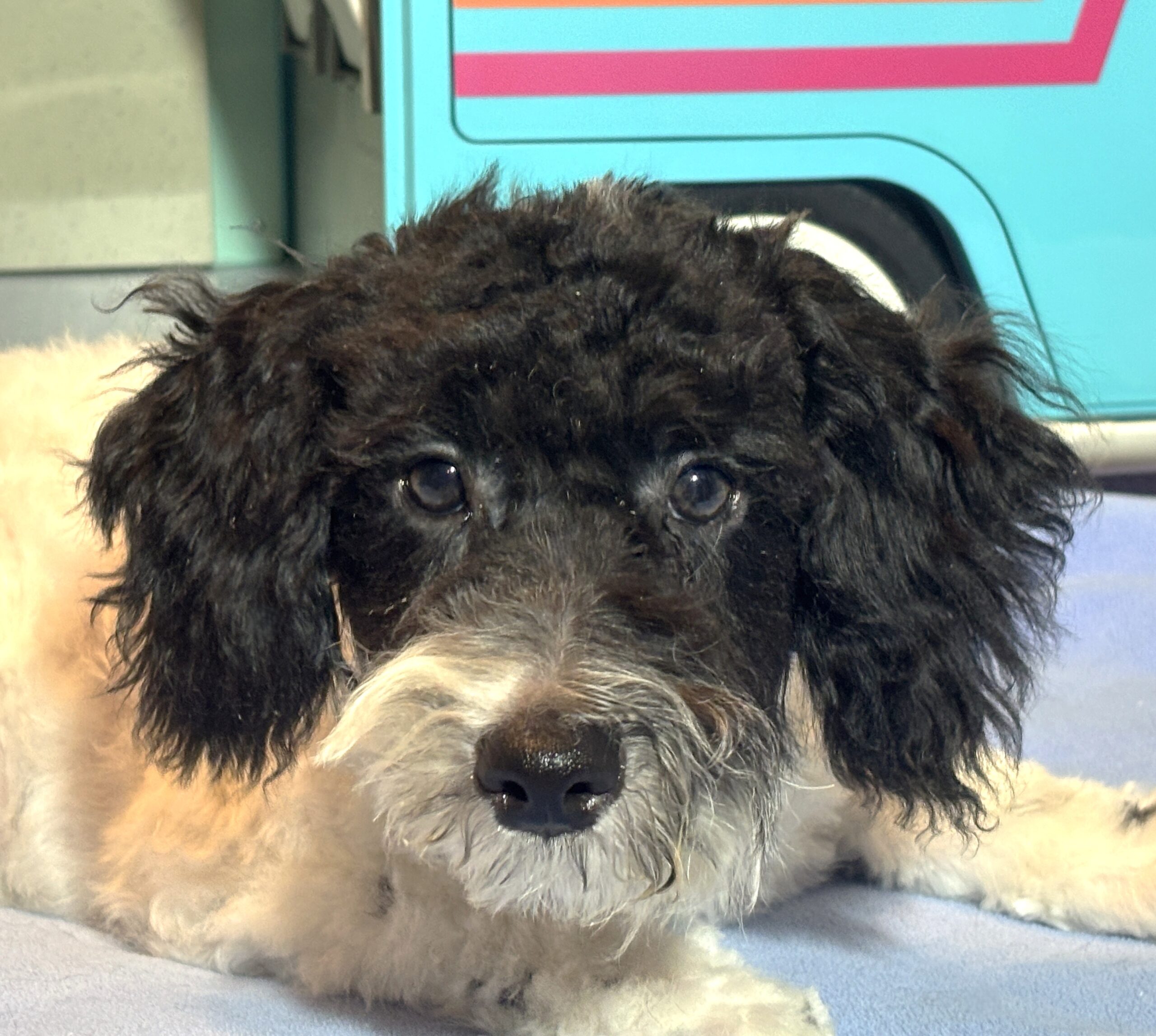 ZEUS – Miniature Schnoodle $2000