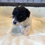ZEUS – Miniature Schnoodle $2300