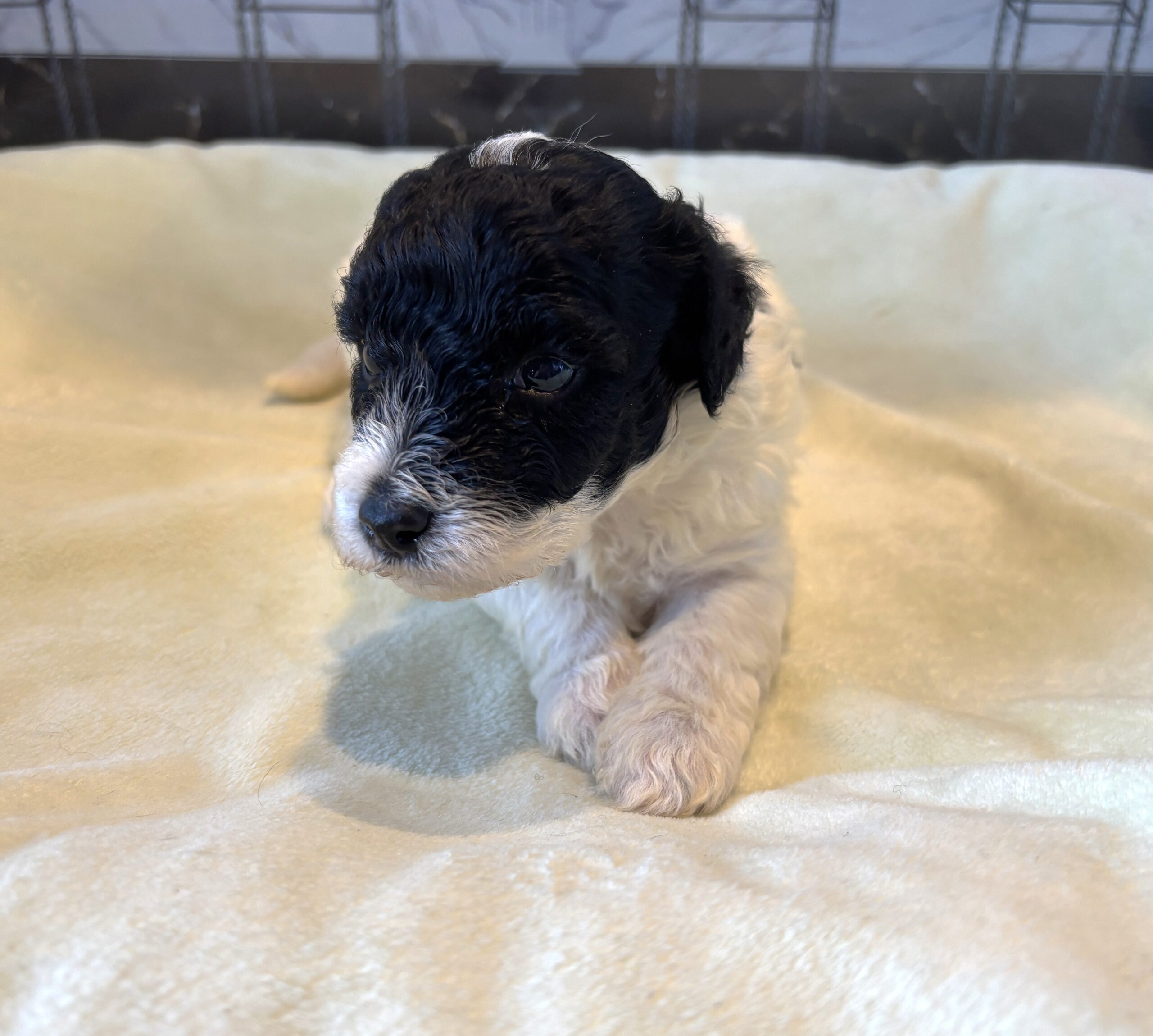 ZEUS – Miniature Schnoodle $2300