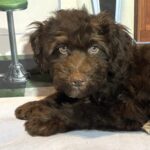 ARISTOTLE – Schnoodle $2100