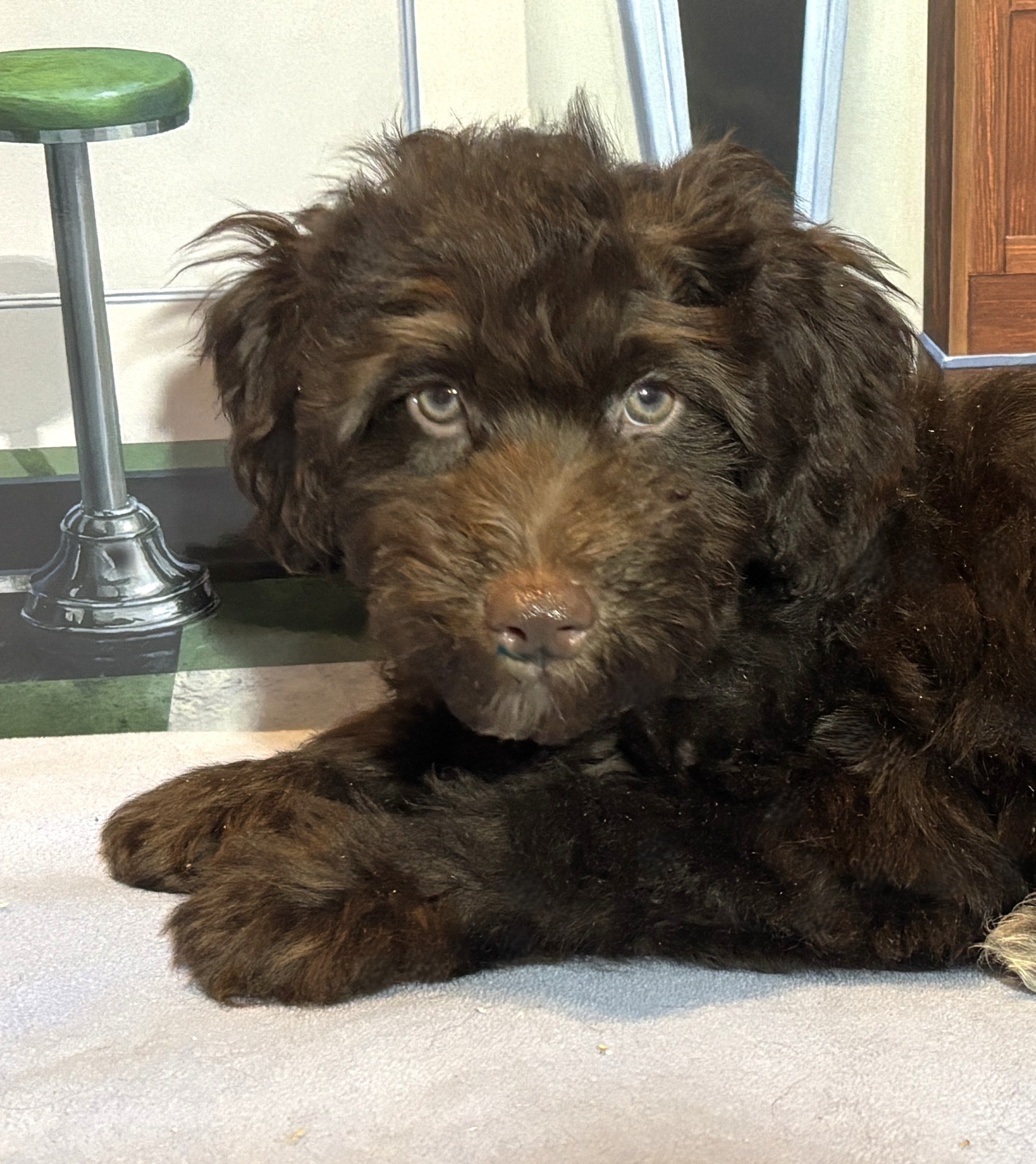 ARISTOTLE – Schnoodle $2100