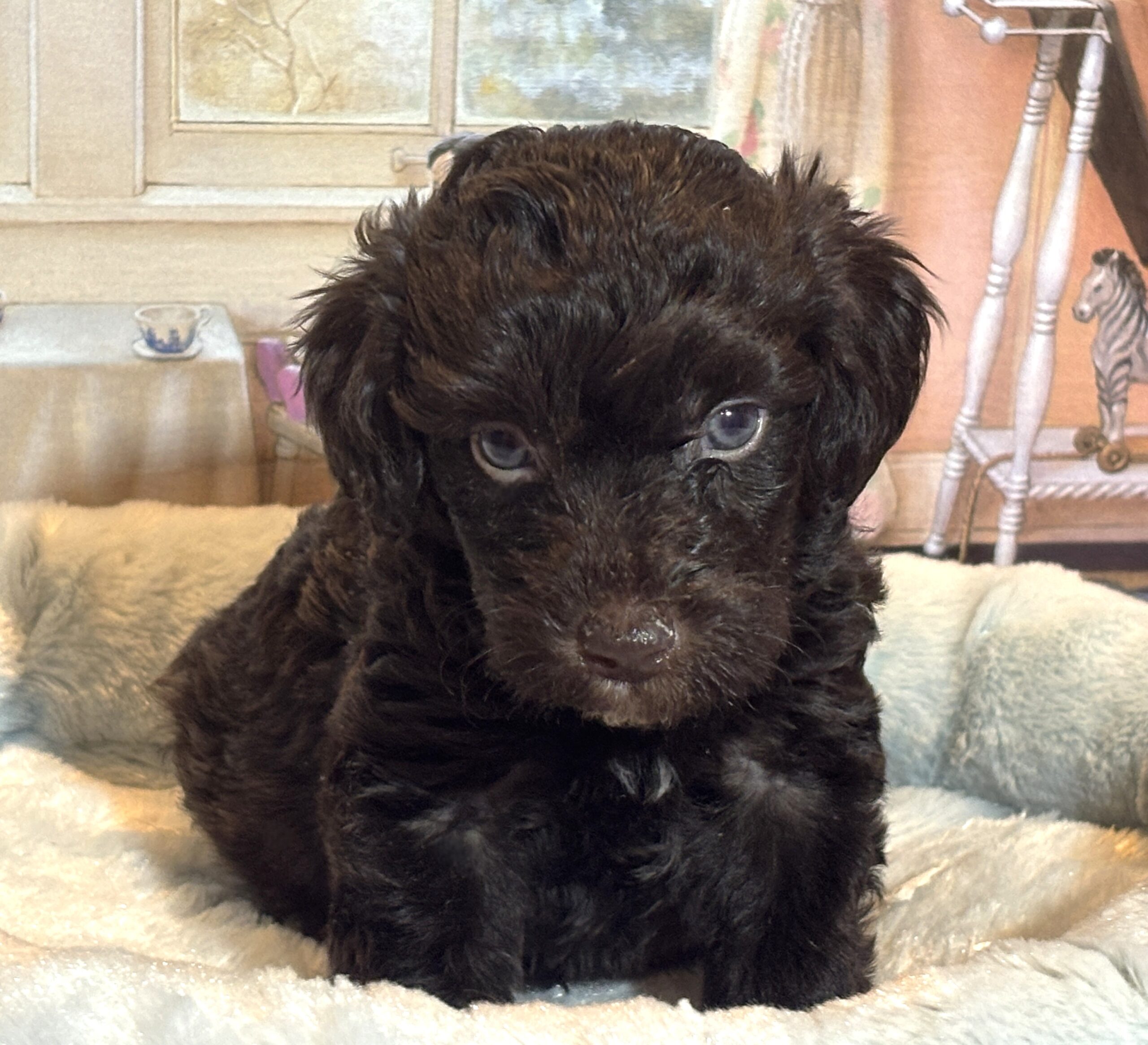 ARISTOTLE – Schnoodle $2300